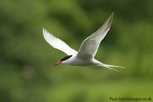 Common Tern