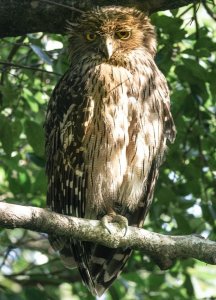 Brown Fish Owl