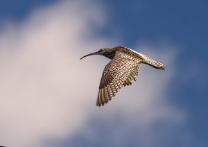 Curlew