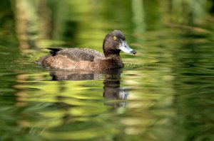 Tufted duck