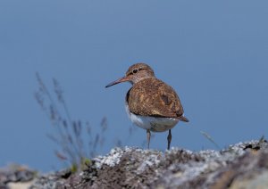 Common sandpiper