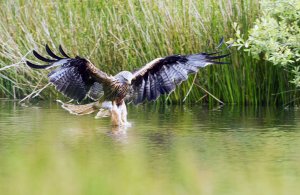 Red Kite