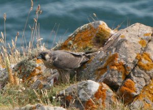 Peregrine feeding