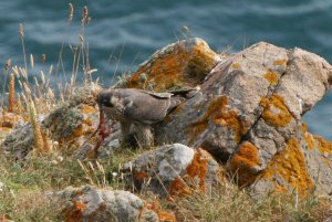 Peregrine dismembering prey