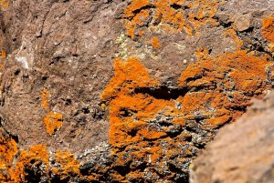 Orange Crustose Lichen