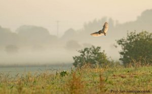 Through the mist