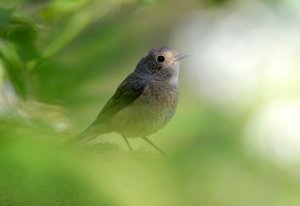 Common Redstart (female)