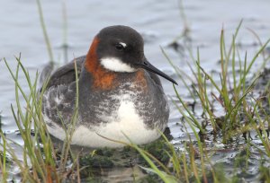 Red-necked Phalarope