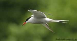 Common Tern