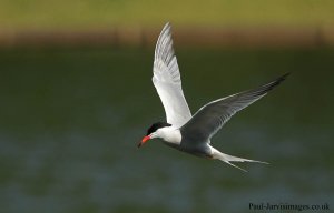 Common Tern