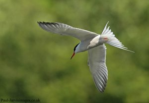 Wrong Tern