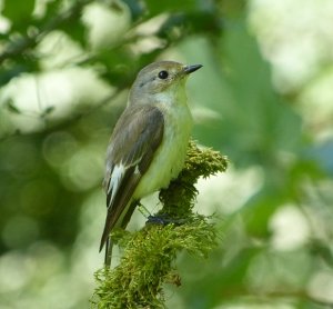 pied flycatcher-female