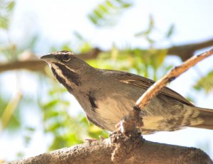 Five-striped Sparrow