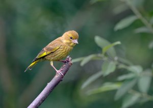 Greenfinch