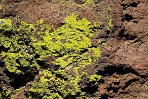 Lime Crustose Lichen