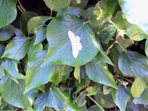Garden Moth