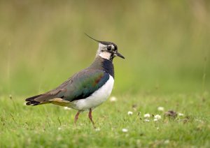 Lapwing