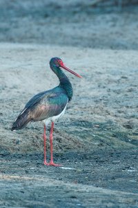 Black stork (Ciconia nigra)