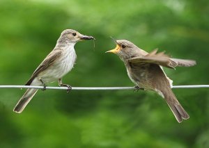 Spotted Flycatcher