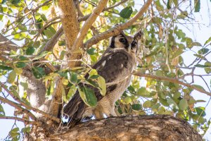 Verreaux's eagle-owl (Bubo lacteus)