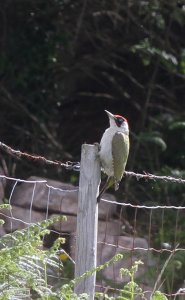 Green Woodpecker