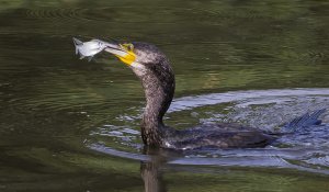 cormorant