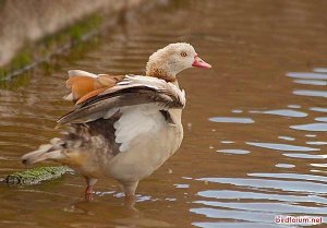 Egyptian Goose showing his all