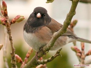 Black Eyed Junco