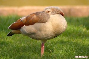 Dozing Egyptian Goose
