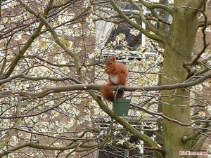 red squirrel