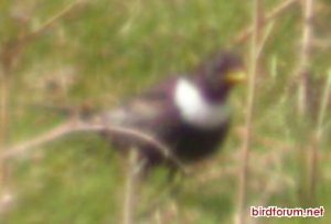 Record Shot of a Ring Ouzel.