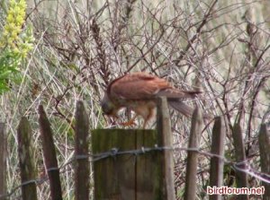 Kestrel Feeding