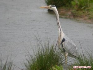 Grey Heron on the Prowl.