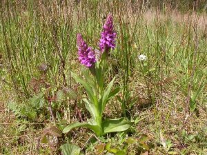 ...and here's the Southern Marsh Orchid!