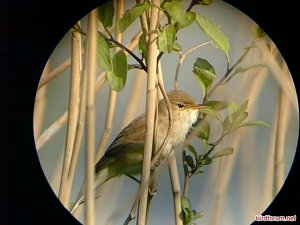 Reed Warbler 21 May 2003