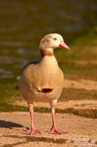 Another Egyptian Goose