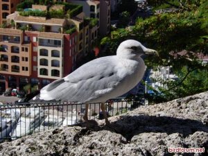 Yellow-legged Gull, Monaco