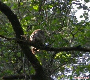 Barred Owl