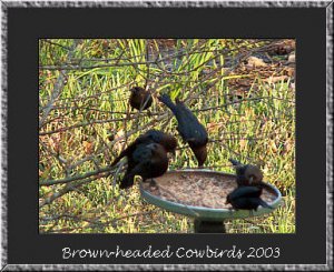 Cowbirds