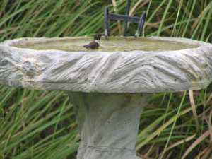 Hummingbird in Birdbath