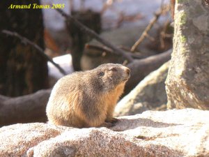 Marmot