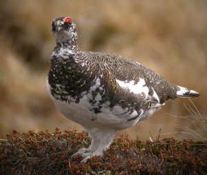 Ptarmigan