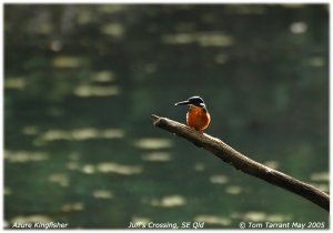 Azure Kingfisher