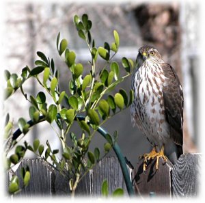 Sharp Shinned Hawk