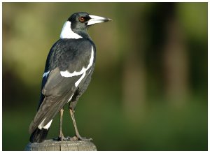 Australian Magpie