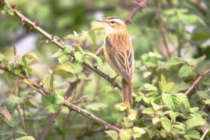 Sedge Warbler