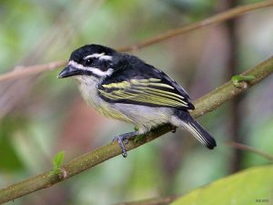 Yellow-rumped Tinkerbird