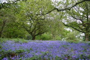 Bluebells