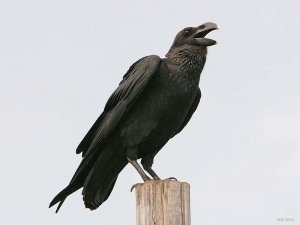 White-necked Raven