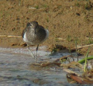 Common Sandpiper